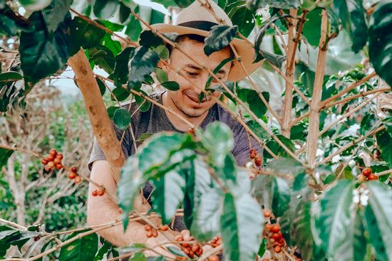 Goshen Coffee x Diego Bermudez