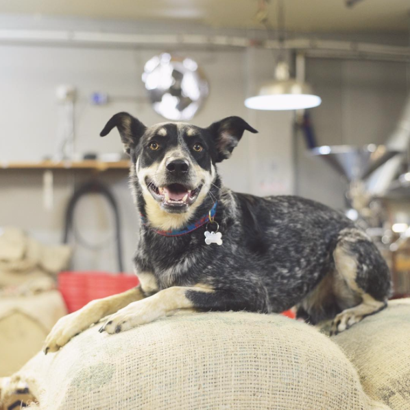 The Best of National Dog Day!  Coffee Edition.