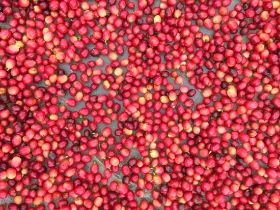 What influences the taste of coffee?